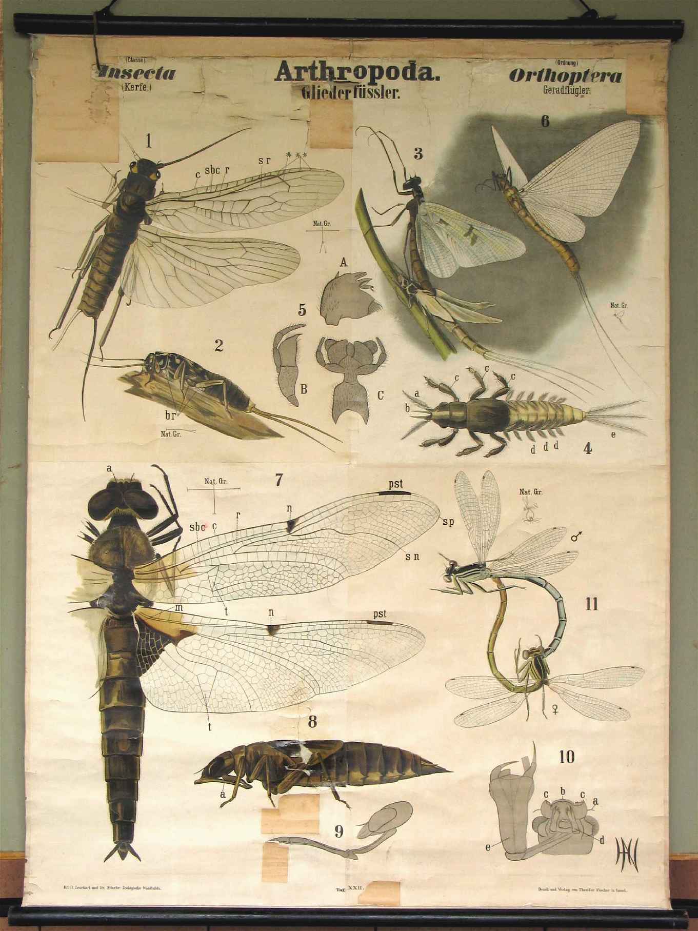 Tableau mural de Leukhart et Nitsche
(“Arthropoda”)